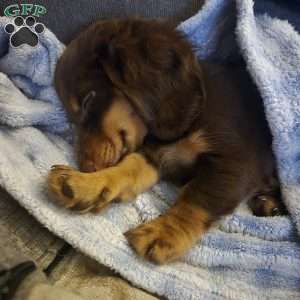Biggie, Dachshund Puppy
