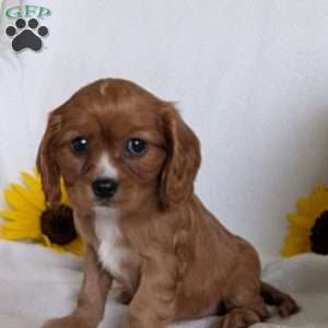 Indy, Cavalier King Charles Spaniel Puppy