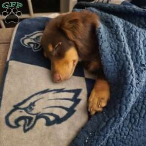 Biggie, Dachshund Puppy