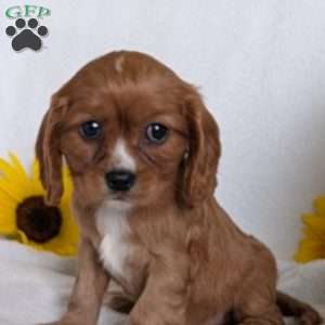 Indy, Cavalier King Charles Spaniel Puppy