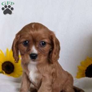 Indy, Cavalier King Charles Spaniel Puppy