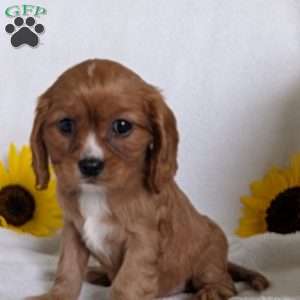 Indy, Cavalier King Charles Spaniel Puppy