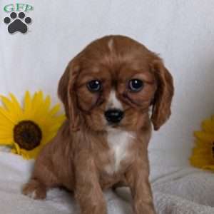 Indy, Cavalier King Charles Spaniel Puppy