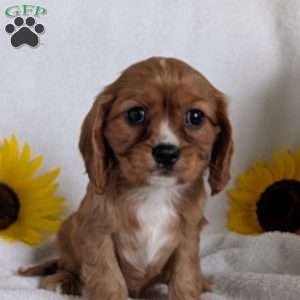 Indy, Cavalier King Charles Spaniel Puppy