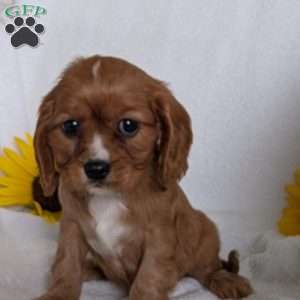 Indy, Cavalier King Charles Spaniel Puppy