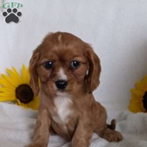Indy, Cavalier King Charles Spaniel Puppy