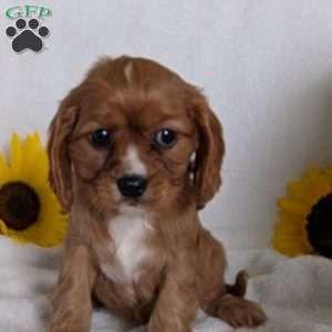 Indy, Cavalier King Charles Spaniel Puppy
