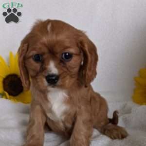 Indy, Cavalier King Charles Spaniel Puppy
