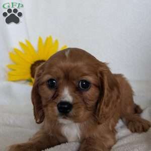 Indy, Cavalier King Charles Spaniel Puppy