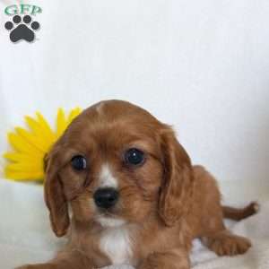 Indy, Cavalier King Charles Spaniel Puppy