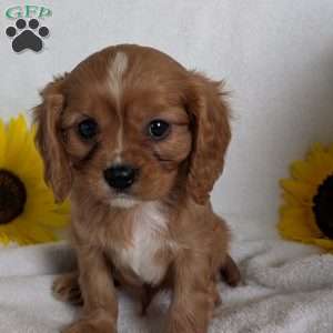 Lokie, Cavalier King Charles Spaniel Puppy