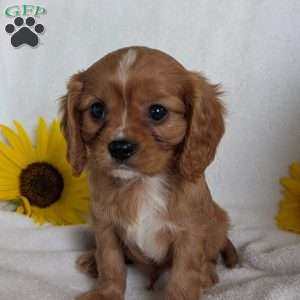 Lokie, Cavalier King Charles Spaniel Puppy