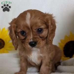 Lokie, Cavalier King Charles Spaniel Puppy