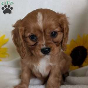 Lokie, Cavalier King Charles Spaniel Puppy
