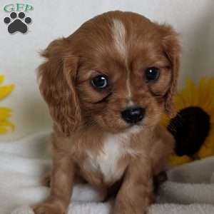 Lokie, Cavalier King Charles Spaniel Puppy