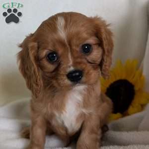 Lokie, Cavalier King Charles Spaniel Puppy