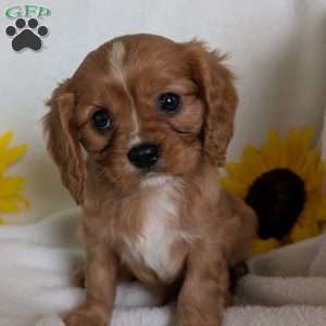 Lokie, Cavalier King Charles Spaniel Puppy