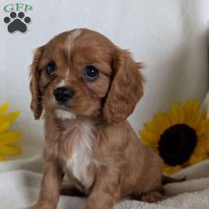 Lokie, Cavalier King Charles Spaniel Puppy