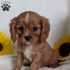 Lokie, Cavalier King Charles Spaniel Puppy