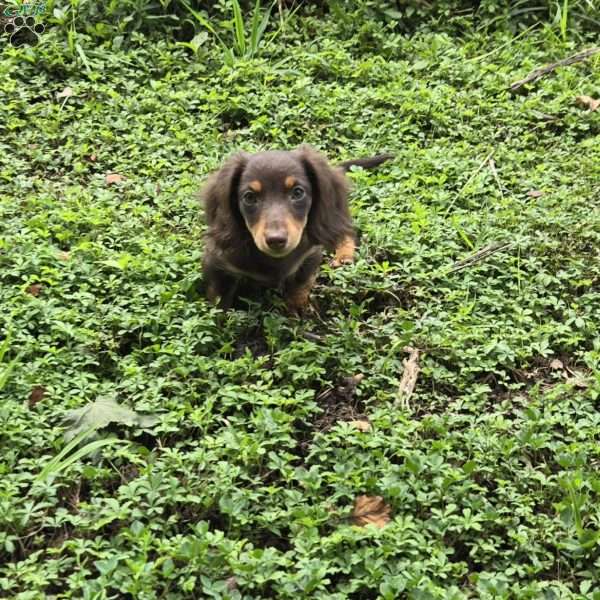 Biggie, Dachshund Puppy