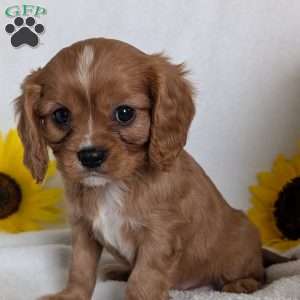 Lokie, Cavalier King Charles Spaniel Puppy