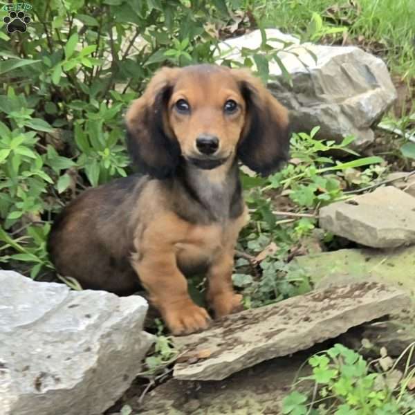 Ollie, Dachshund Puppy