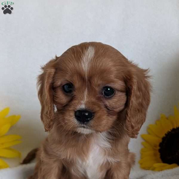 Lokie, Cavalier King Charles Spaniel Puppy