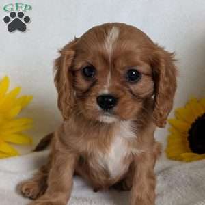 Lokie, Cavalier King Charles Spaniel Puppy