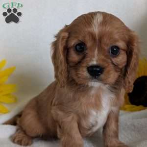 Lokie, Cavalier King Charles Spaniel Puppy
