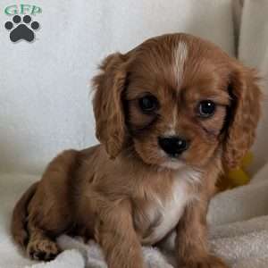 Lokie, Cavalier King Charles Spaniel Puppy