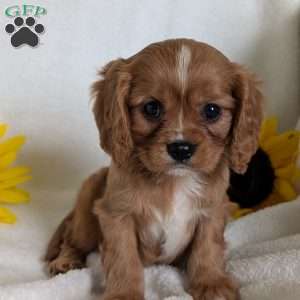 Lokie, Cavalier King Charles Spaniel Puppy