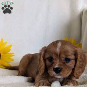Lokie, Cavalier King Charles Spaniel Puppy