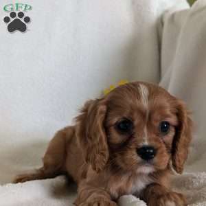 Lokie, Cavalier King Charles Spaniel Puppy