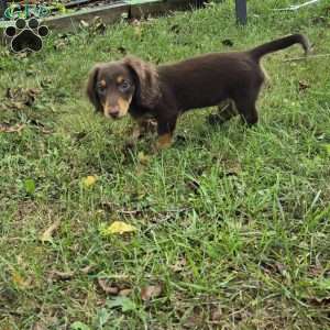 Biggie, Dachshund Puppy