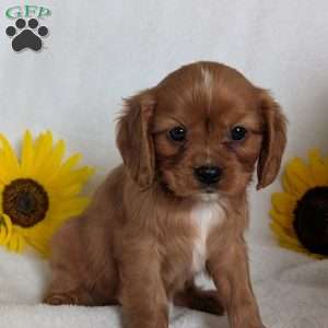 Tucker, Cavalier King Charles Spaniel Puppy