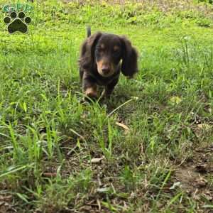 Biggie, Dachshund Puppy
