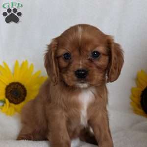 Tucker, Cavalier King Charles Spaniel Puppy