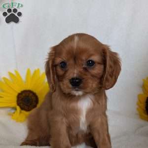 Tucker, Cavalier King Charles Spaniel Puppy