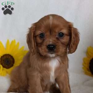 Tucker, Cavalier King Charles Spaniel Puppy