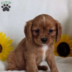 Tucker, Cavalier King Charles Spaniel Puppy