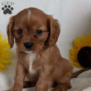 Tucker, Cavalier King Charles Spaniel Puppy