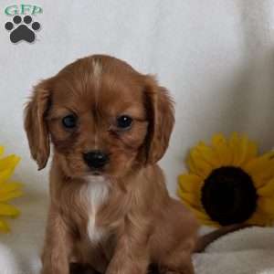 Tucker, Cavalier King Charles Spaniel Puppy