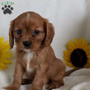 Tucker, Cavalier King Charles Spaniel Puppy