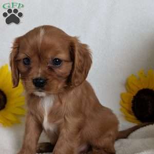 Tucker, Cavalier King Charles Spaniel Puppy