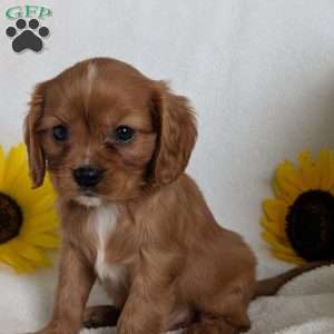 Tucker, Cavalier King Charles Spaniel Puppy