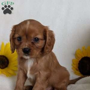 Tucker, Cavalier King Charles Spaniel Puppy