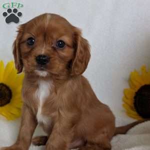 Tucker, Cavalier King Charles Spaniel Puppy