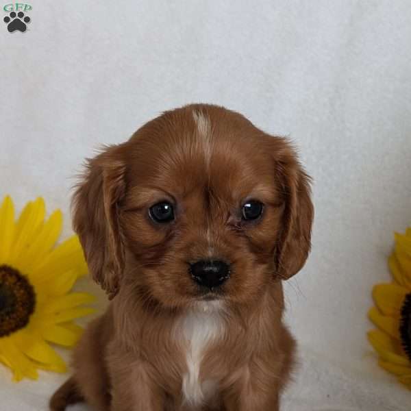 Tucker, Cavalier King Charles Spaniel Puppy