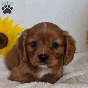Tucker, Cavalier King Charles Spaniel Puppy