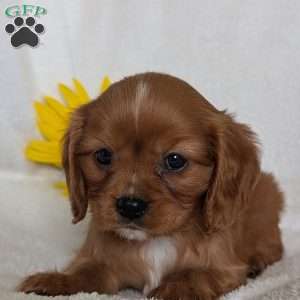 Tucker, Cavalier King Charles Spaniel Puppy